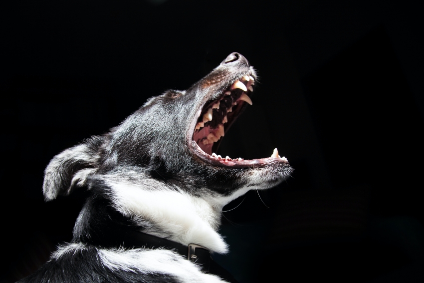 A importância de fazer limpeza nos dentes do seu animal