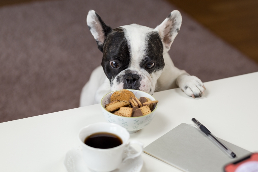 Alimentos perigosos para cães e gatos