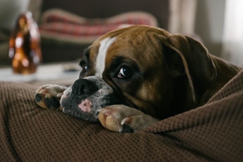 Por que meu cachorro come cocô?