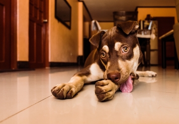 Seu animal coça os ouvidos? Chacoalha muito a cabeça? Saiba o que pode ser!