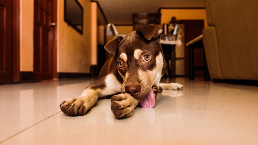 Seu animal coça os ouvidos? Chacoalha muito a cabeça? Saiba o que pode ser!