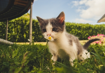 Você já ouviu falar em AIDS felina? 